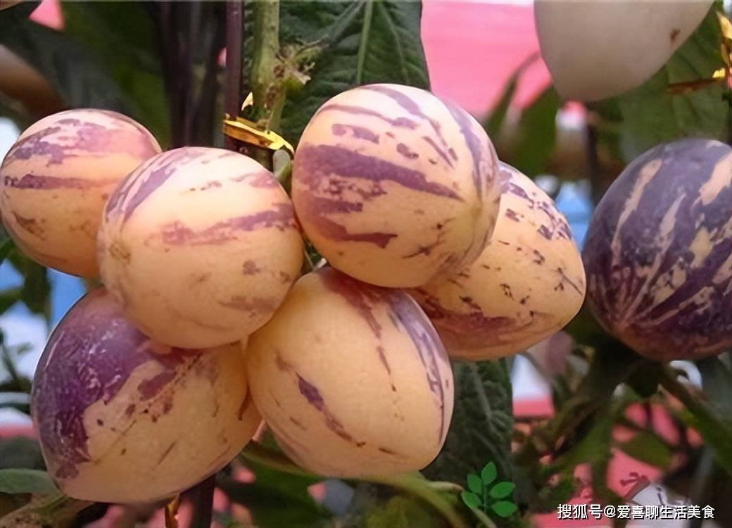 原创            秋季使劲吃这果，一抗衰老，二降三高，三抗疲劳，四升免疫，现在正当季节，别错过！