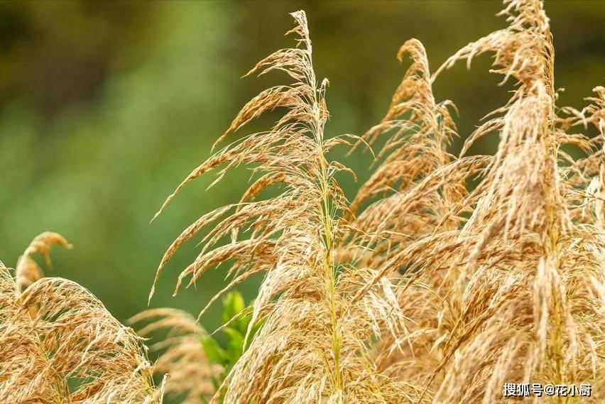 9月，对肺特别好的“3种菜”，建议秋天要多吃，价格不贵还养人