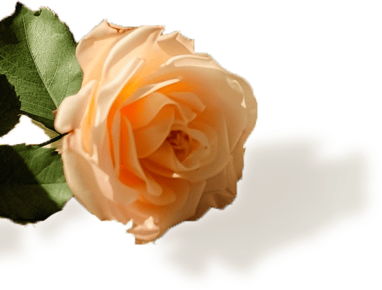 云影悦享影院NO.102|三部黑色幽默电影，荒诞里面见真章