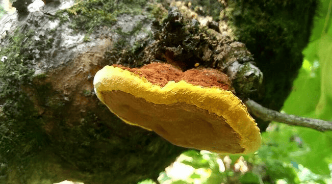 桑黄的神奇功效：抗炎抗氧化，提升免疫力