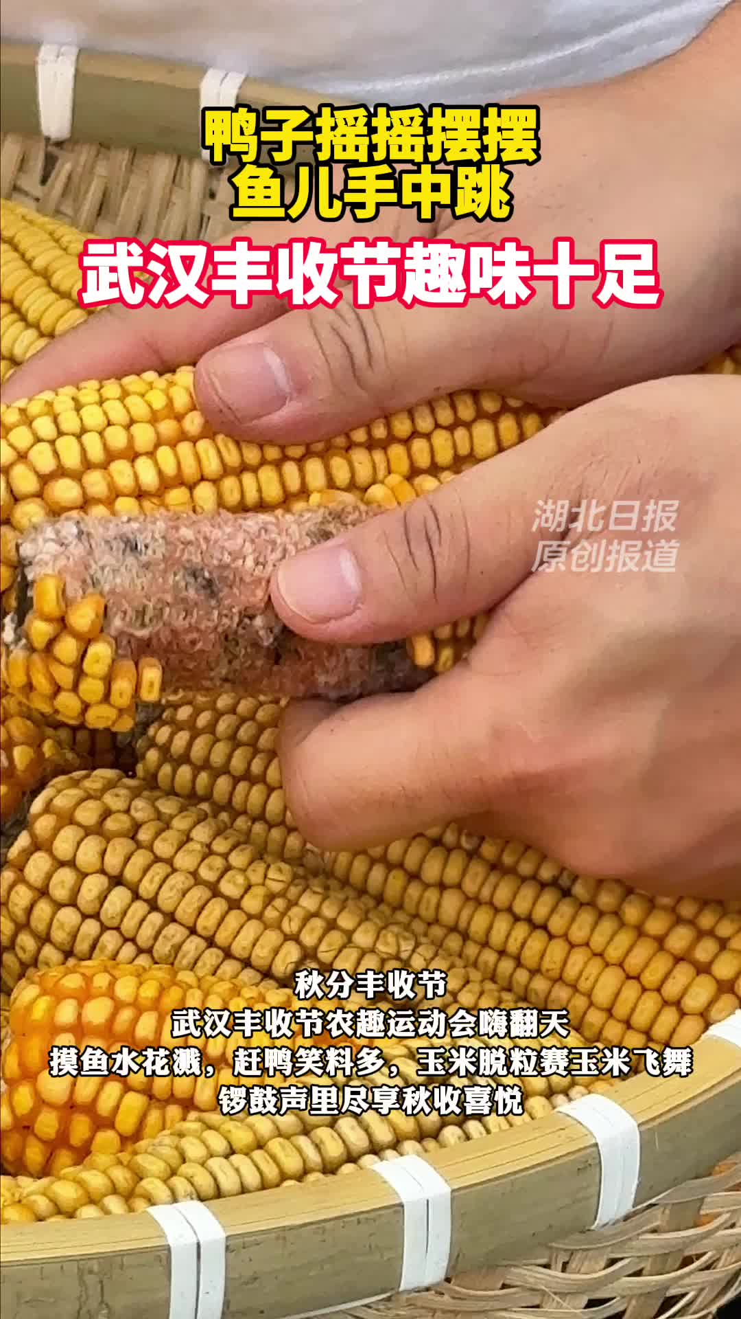 摸鱼赶鸭嗨翻天！武汉丰收节趣味爆表