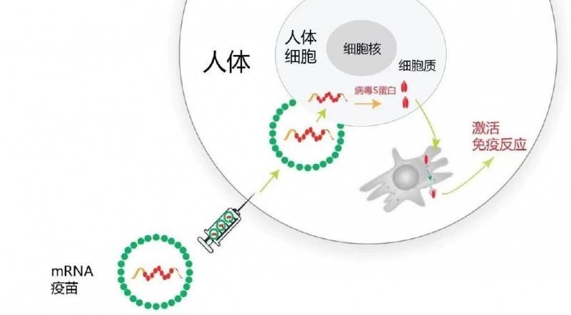 从新冠疫情到癌症治疗的mRNA疫苗是什么意思