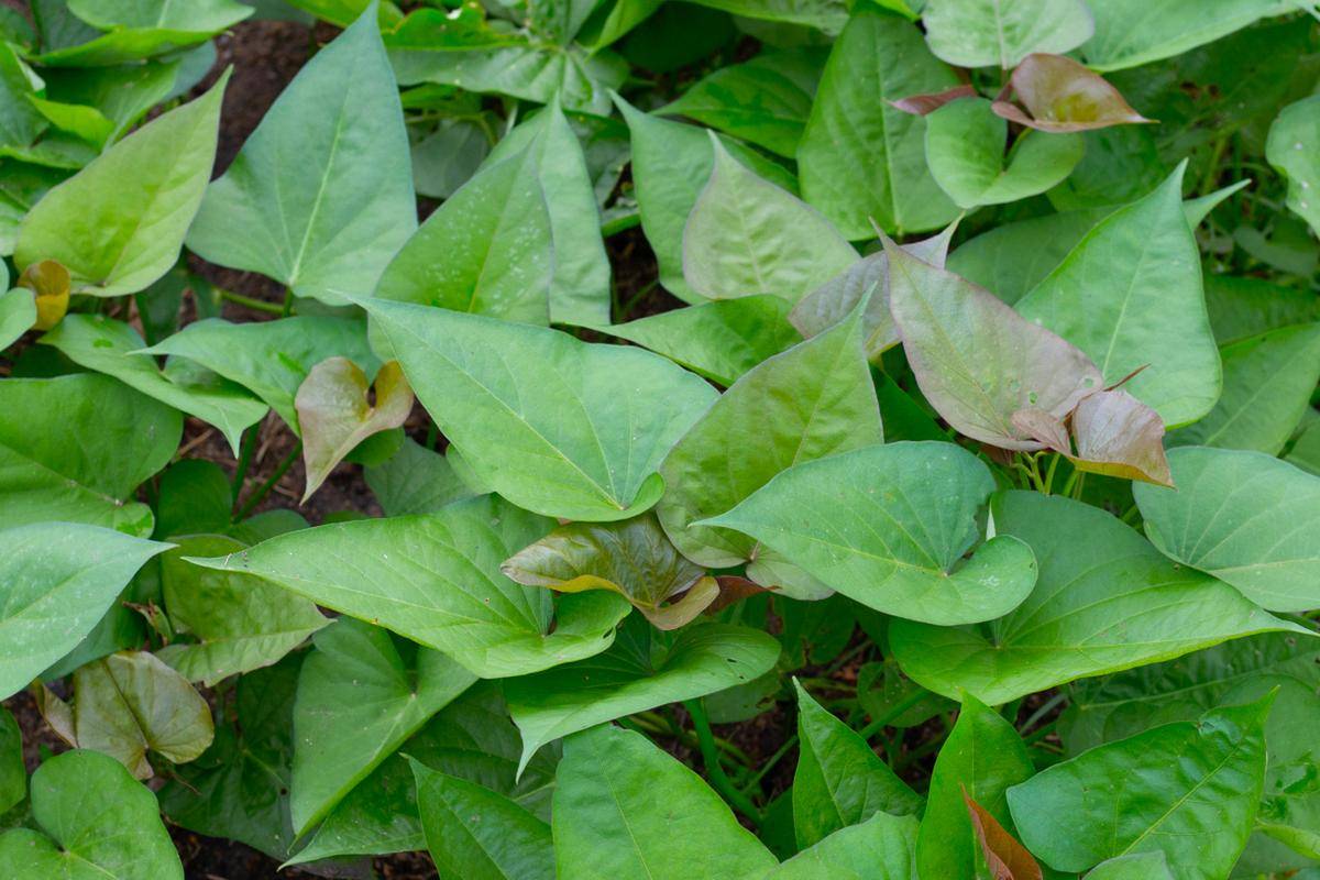 吃地瓜叶对减肥的好处