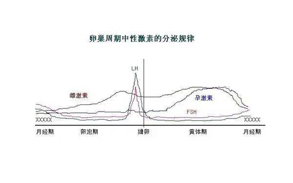 性激素六项，真的很难吗