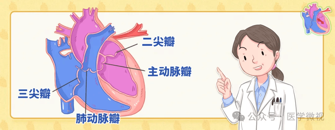 心脏杂音别忽视！可能是主动脉瓣在“警报”