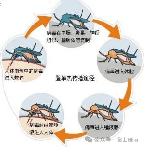 防控登革热，这些知识你要知道
