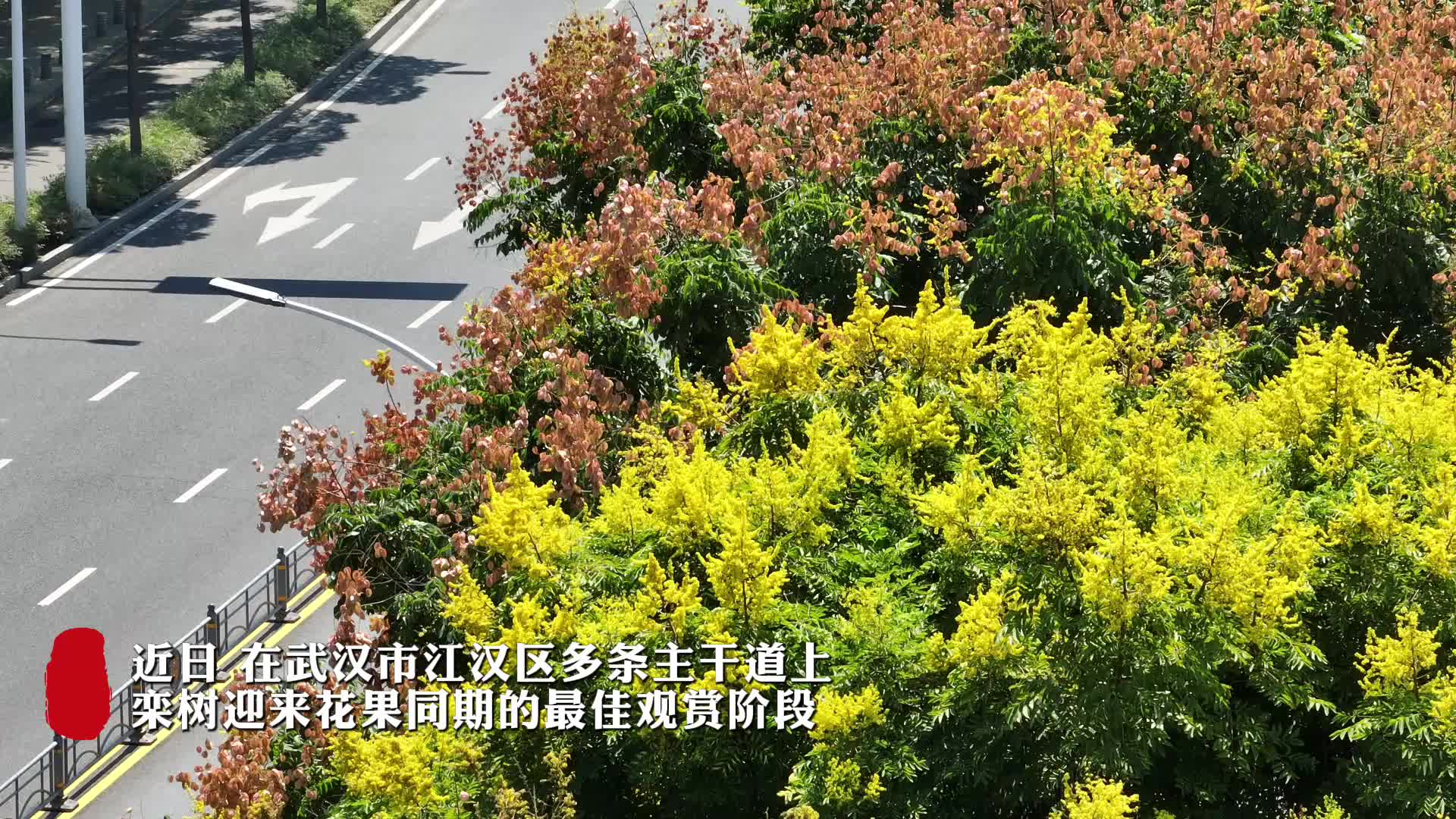 栾树花果同期、流动成画，空中领略武汉秋日限定色彩