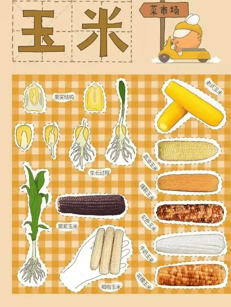 哪种玉米更合适糖尿病患者吃？吃玉米好处多，但很多人都吃错了