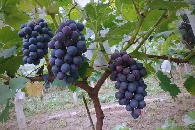 葡萄是痛风“催化剂”？医生告诫：若想尿酸正常，5种水果是禁忌