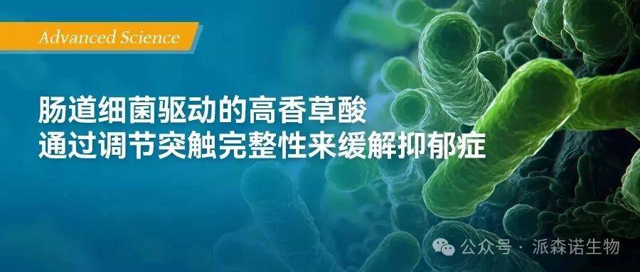 派森诺项目文章 | IF=30.9！肠道细菌驱动的高香草酸通过调节突触完整性来缓解抑郁症