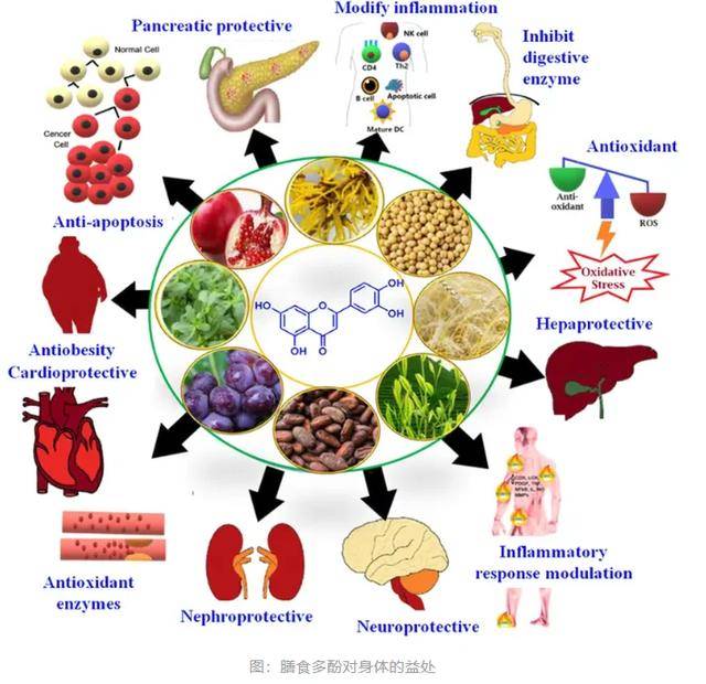 藏在颜色里的抗衰密码| 从“外涂”到“内补”，多酚饮食是关键