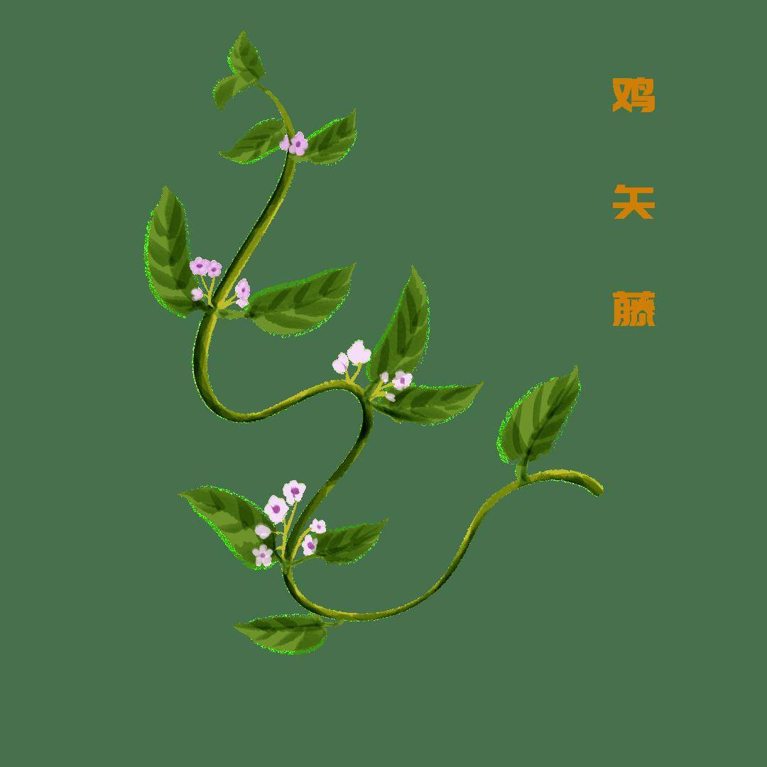 闫玉红健康课堂 | 名字虽“臭”，却是调理脾胃、祛湿解毒的宝贝