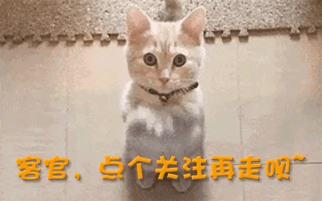 原创            继分享泳装照后，关晓彤上节目被柯淳撩拨，鹿晗仅存的体面也没了