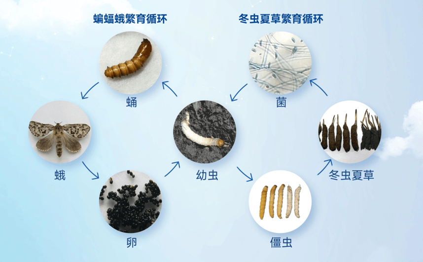 生态繁育冬虫夏草交智商税？科研数据打脸5大谣言