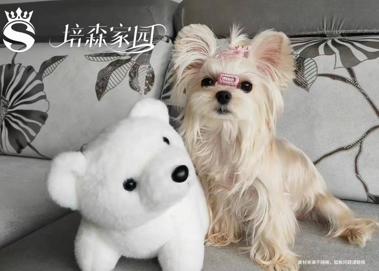 约克夏：口袋里的萌趣宝藏，你了解多少？