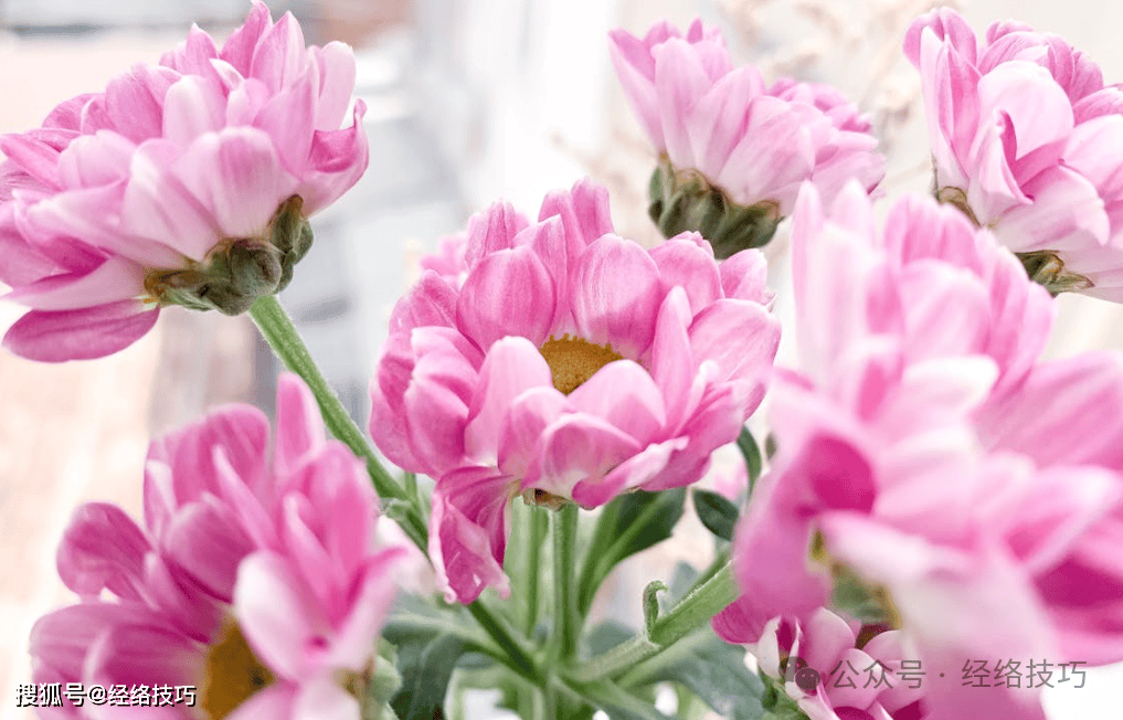 原创            天天喝花茶，却不知是在消耗元气