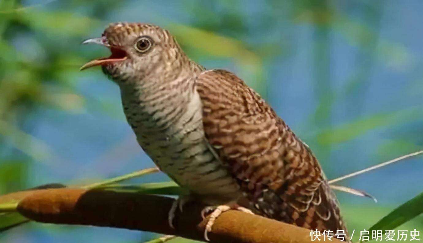 原创            军史上一件奇事：侦察员偶然学鸟叫，却阴差阳错截获敌方密信