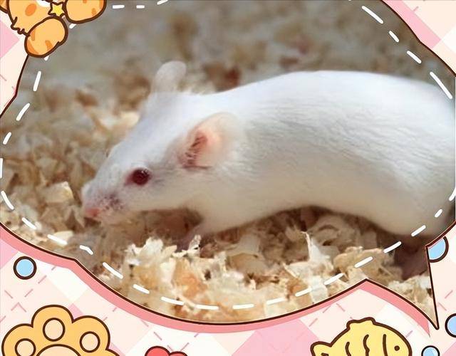 原创            生酮饮食减肥？小鼠实验数据：长期使用或致脂肪肝，雄性更危险