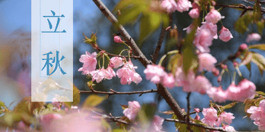 立秋后进补，鱼和肉都不如它，稳血压，降尿酸，清爽开胃，比饭还要香！