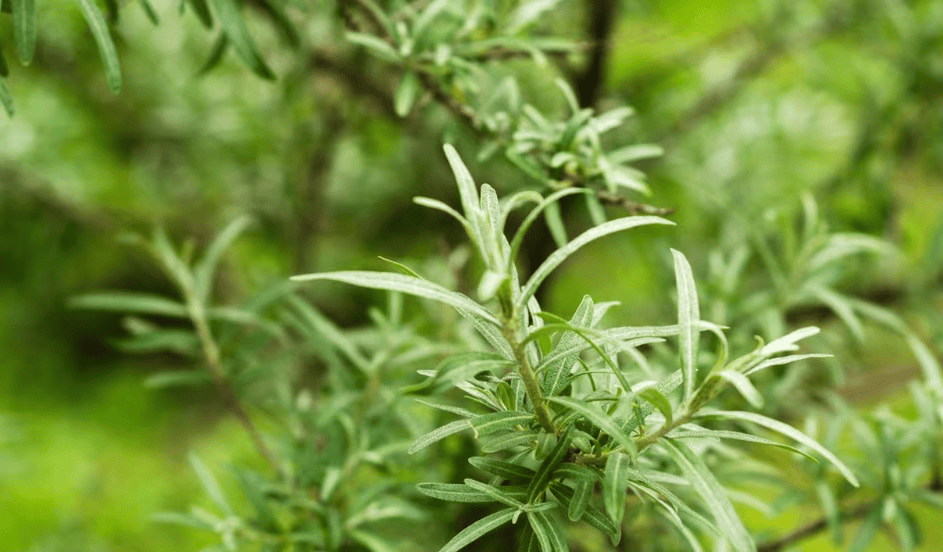 雪域沙棘益生茶金陵首发 高原“黄金叶”撬动健康产业新蓝海