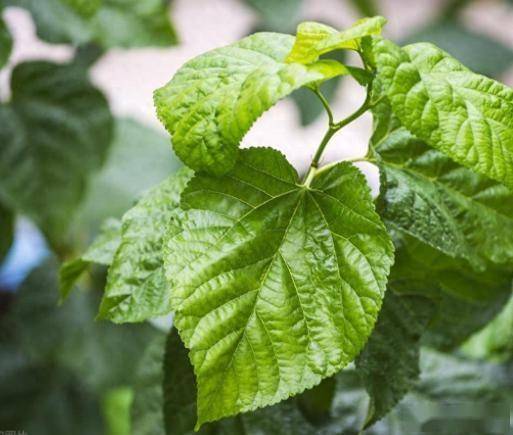 桑叶才是隐藏的养生高手！降三高抗衰老，5种吃法简单又惊艳