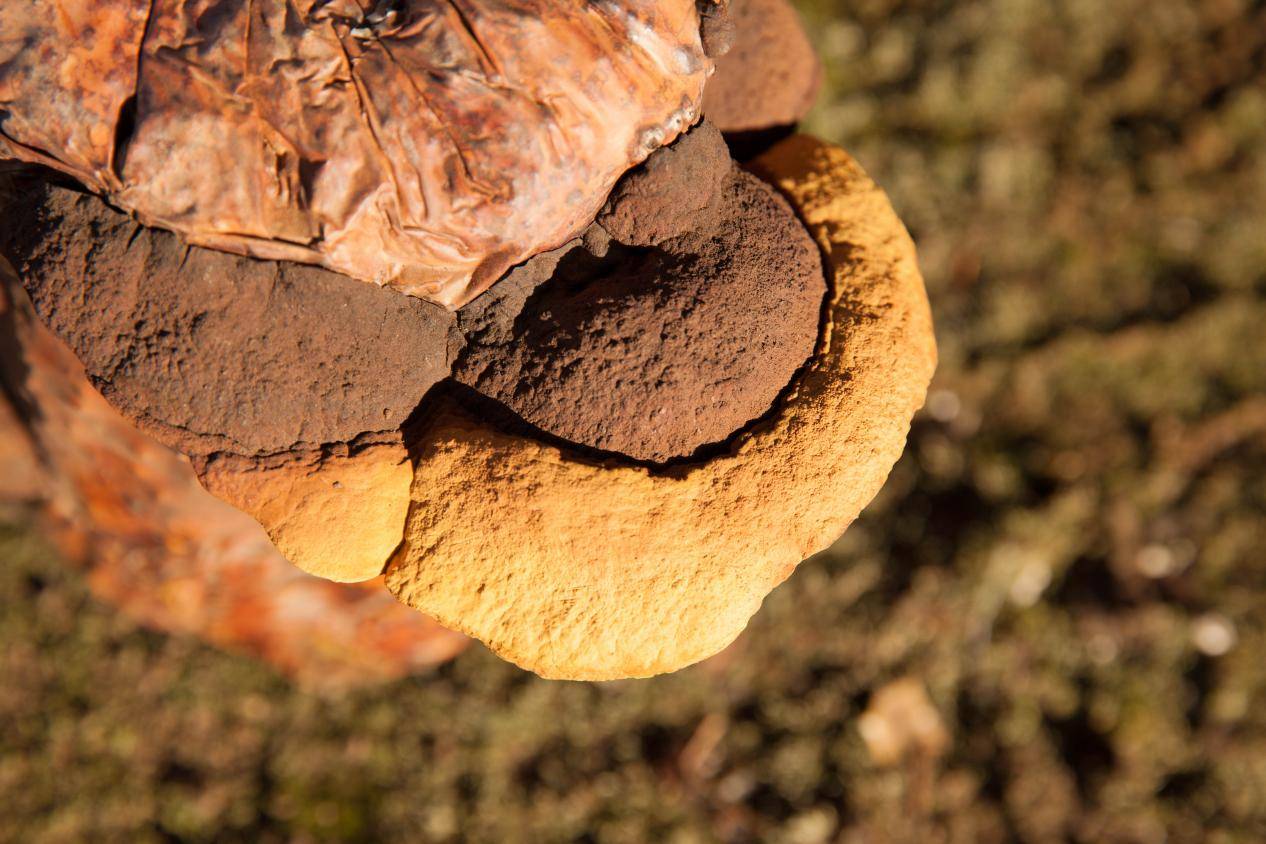桑黄对肝癌的真实疗效揭秘