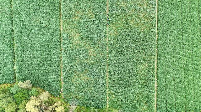 成县：山海协奏“茭”响曲