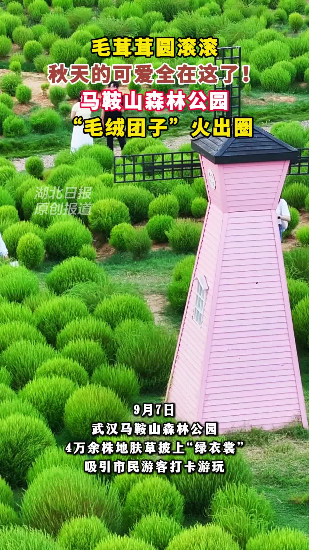 毛茸茸！圆滚滚！马鞍山森林公园地肤草火了
