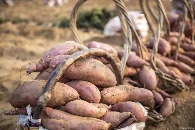 地瓜被重新推荐！医生研究发现：脂肪肝患者坚持吃，有5个好处
