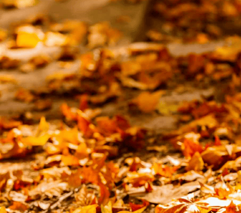 秋后不补虚，冬天穿棉裤？3种土味食材，现在吃正当时