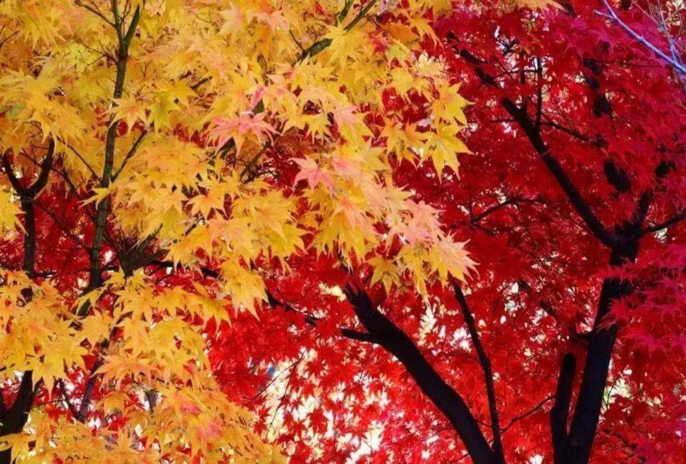 秋天没胃口？这3 款蒸苹果，暖胃补气，做法超简单！