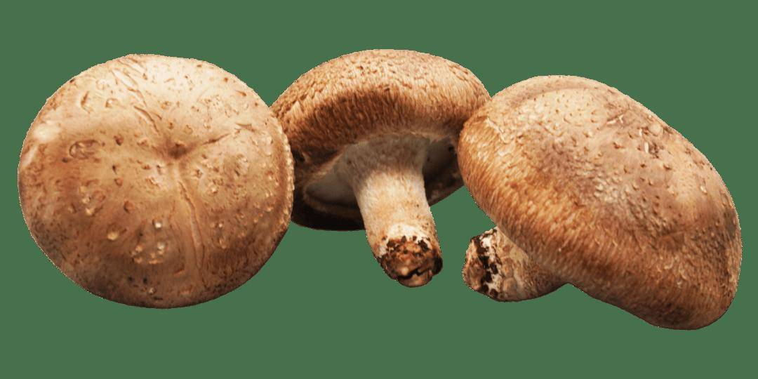 【妇产科普】秋分节气，营养师和您聊香菇