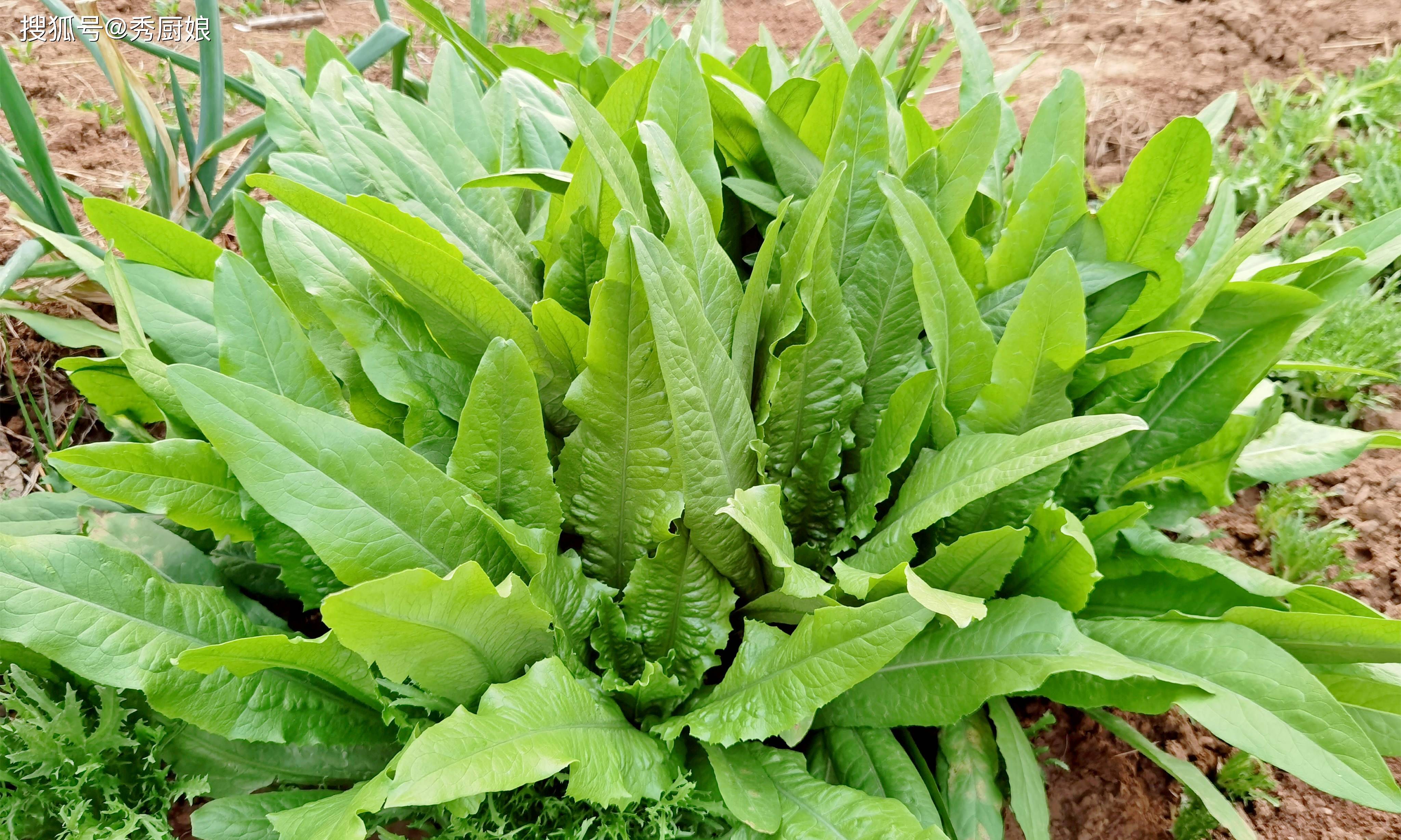 原创            对肺特好的“3种蔬菜”，建议秋天要多吃，人人吃得起，别不懂吃