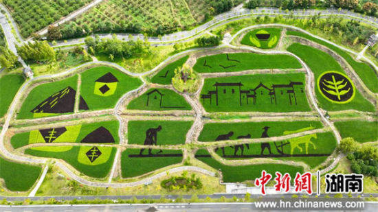 稻田作画稻草花样百变 湖南汝城上演“大地艺术季”