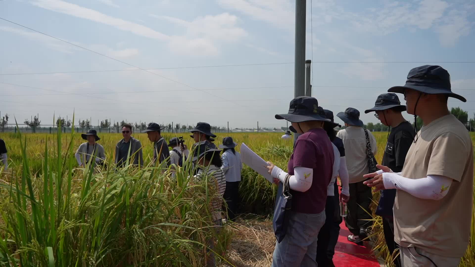 我省首次举办种质资源“田间秀”    2000余份珍贵种子晒出丰收底气