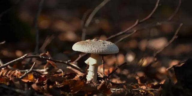 男人多吃蘑菇，降低男性前列腺癌风险