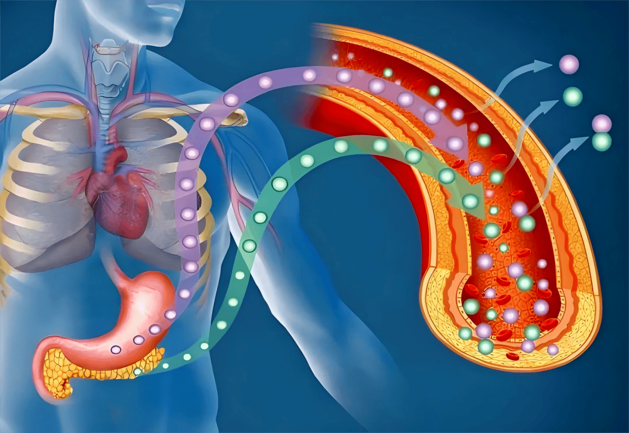 正开元小分子肽科普：小分子肽——高血脂调节助手