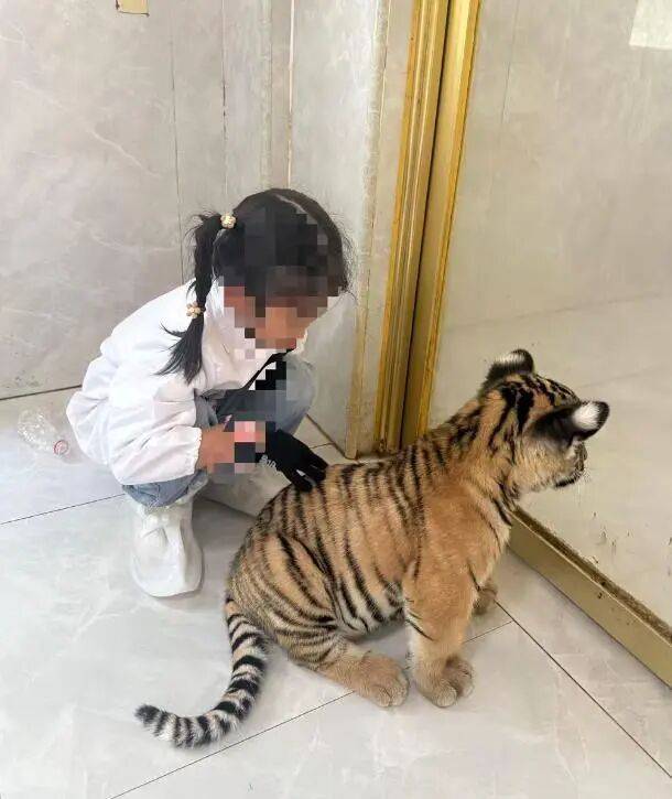 景区通报女童被小老虎咬伤：已与家长协商达成一致并妥善处理完毕，将积极改进