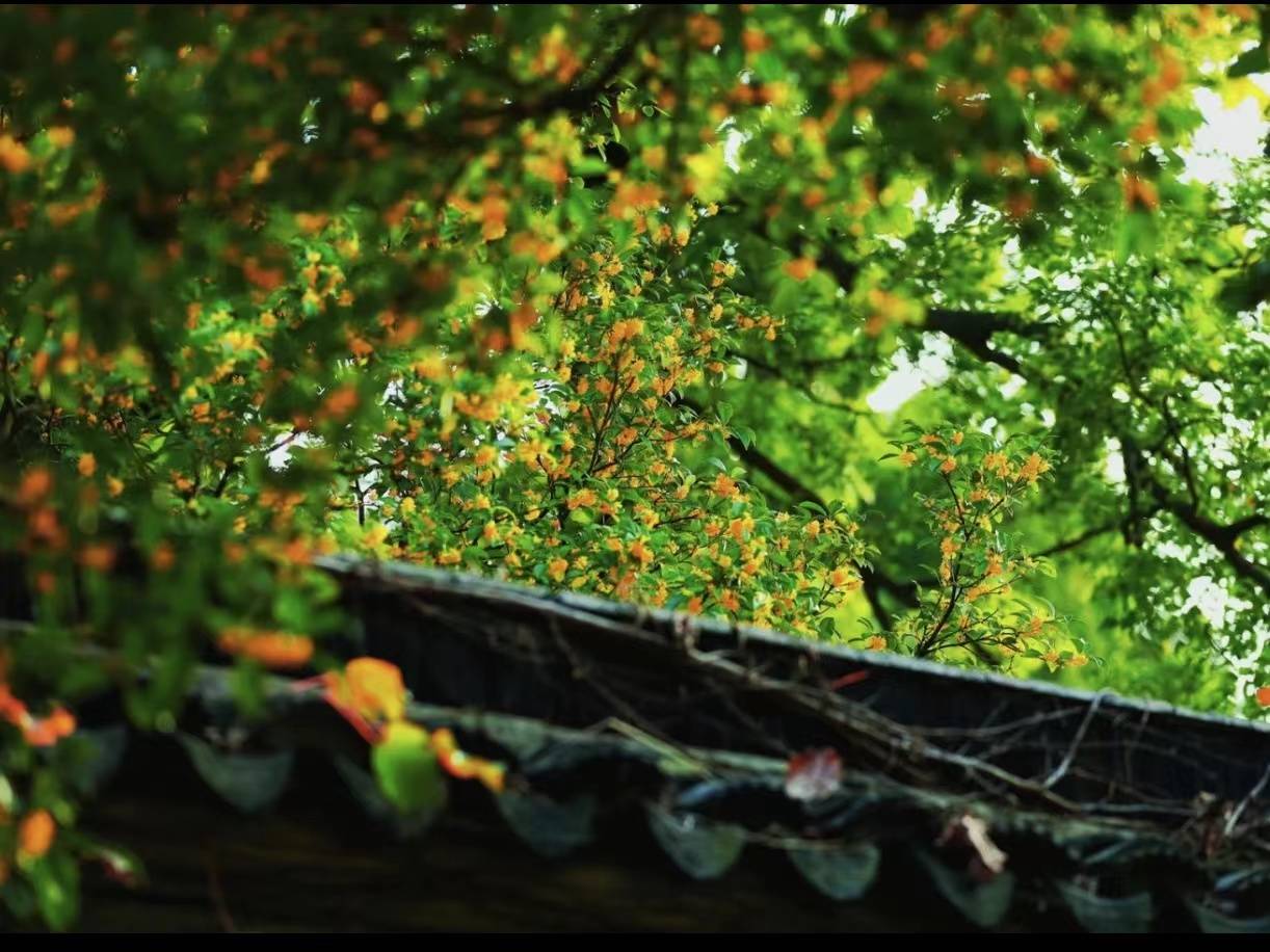 杭温高铁一周年:文旅与铁路的双向奔赴