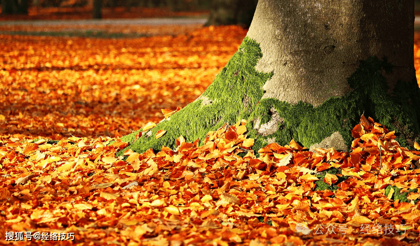 原创            秋分到了，记得煮一碗“润燥汤”！从喉咙润到肺，连便便都顺畅了！