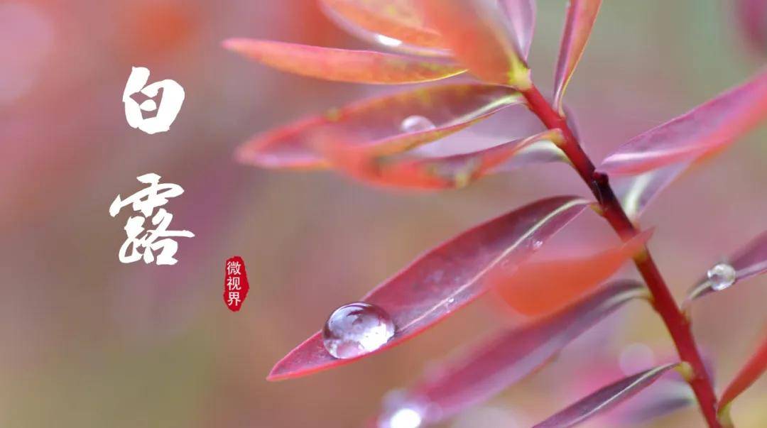 原创            节气养生：养阴之始在白露