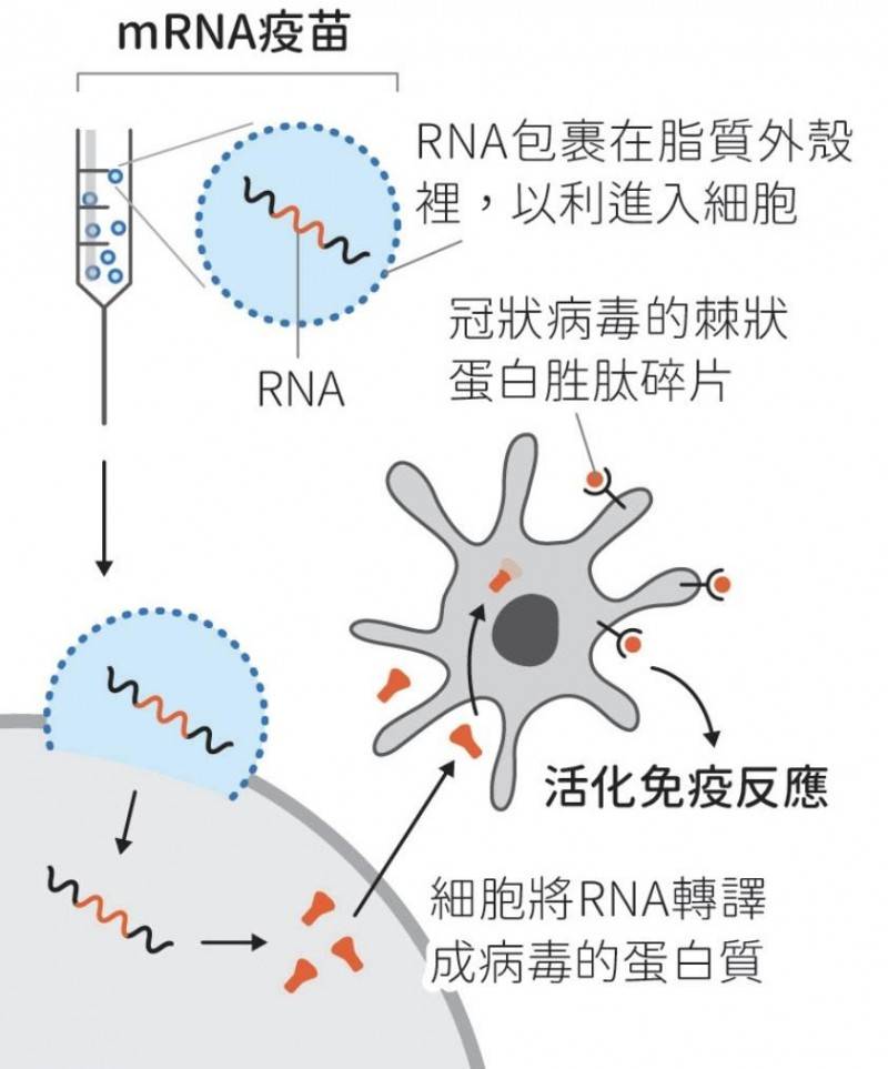 癌症治疗新曙光！mRNA疫苗让”绝症“成为过去式，患者重获新生希望