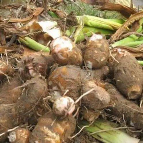 血糖高不能吃什么水果、零食和干果？这篇文章写得很全