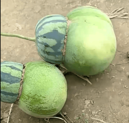 女子在瓜地发现“东西瓜”，上半西瓜纹下半冬瓜皮！网友急喊：快切开看真相！