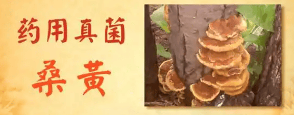 桑黄抗氧化机制：揭开其延缓衰老奥秘