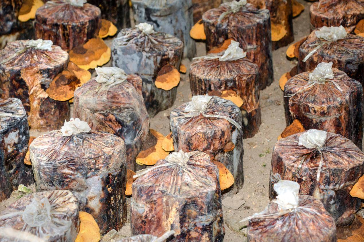 探秘桑黄对甲状腺癌的特殊影响