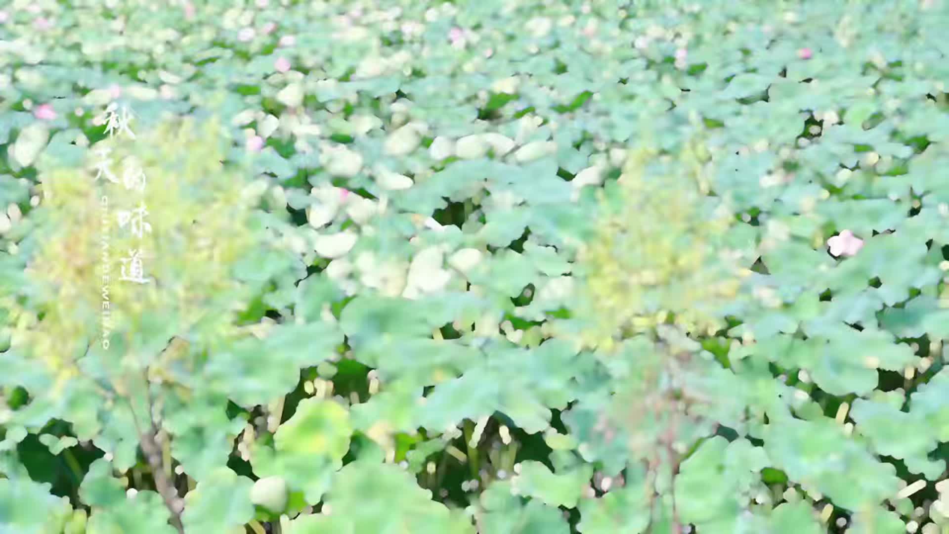 湖北启动幸福河湖新图景：到2030年建成150个省级幸福河湖