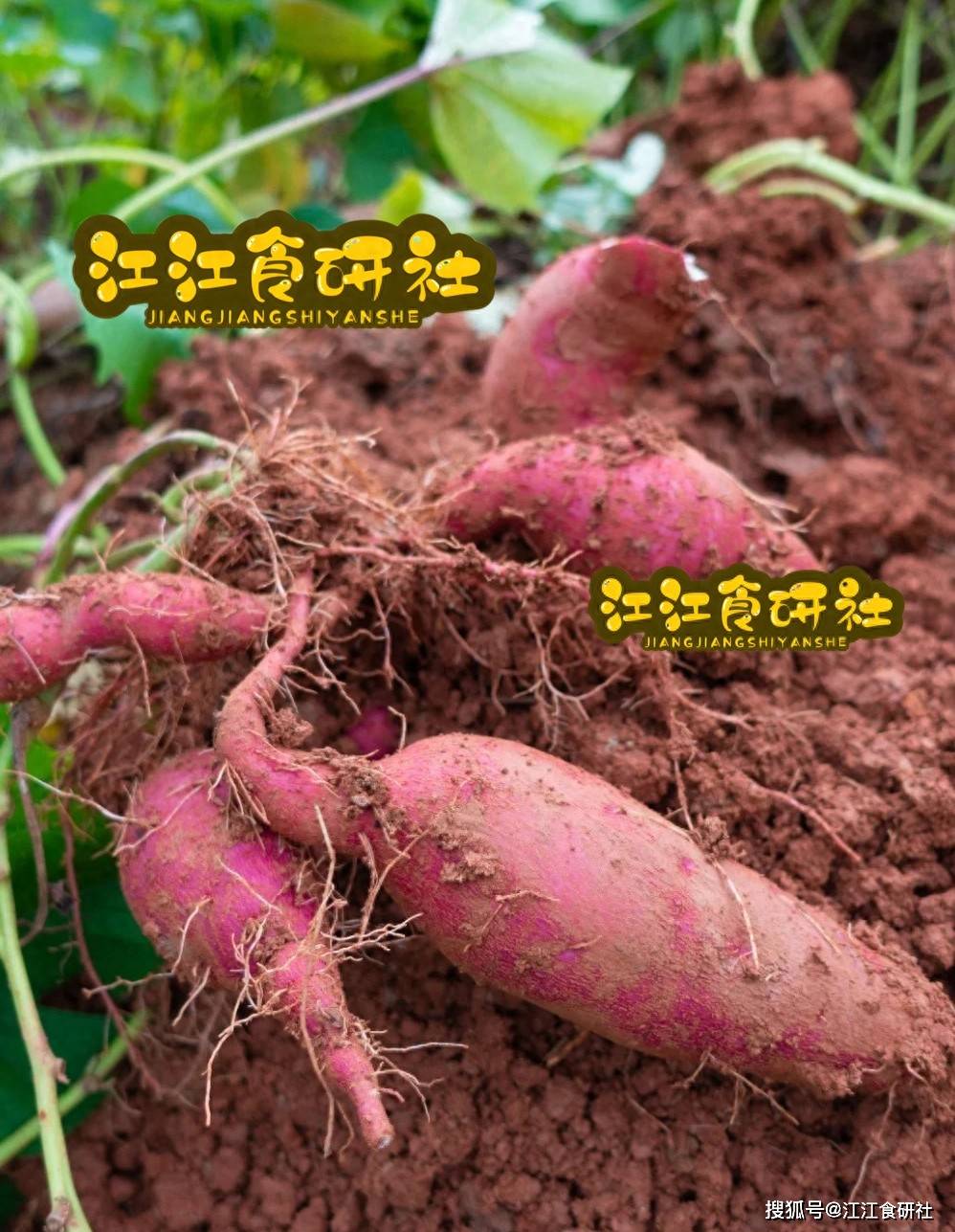 原创            这3种菜不起眼，却比黄芪补气，比当归补血，老年人要常吃！