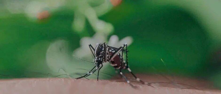 事关“基孔肯雅热”，广东最新通报！涉17地市！江门的情况是...