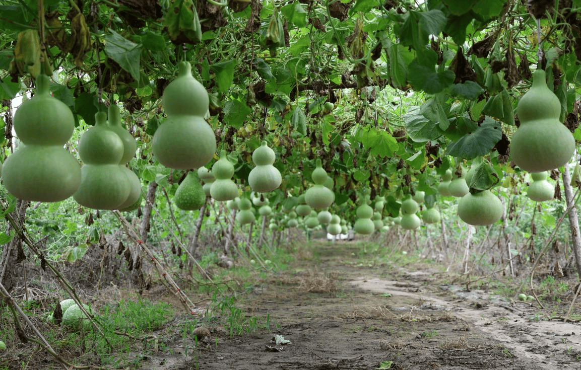 开鲁县：葫芦地里“种”出致富经与艺术梦